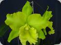 Rlc. Sung Ya Green x (Ctt. Loog Tone x Haddyai Delight)